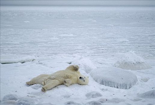北极熊,躺着,丘吉尔市,曼尼托巴,加拿大