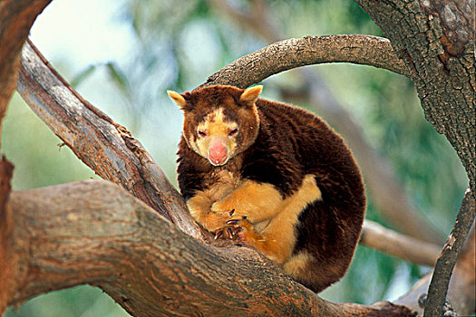 树,袋鼠,成年,坐,枝条,澳大利亚