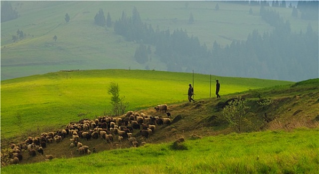 春景,喀尔巴阡山脉地区,牧群