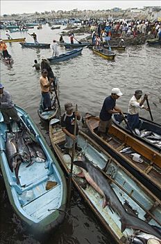 打谷机,鲨鱼,远洋,抓住,网,渔船,渔村,半岛,厄瓜多尔