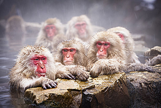 群,日本猕猴,雪猴,浴,温泉