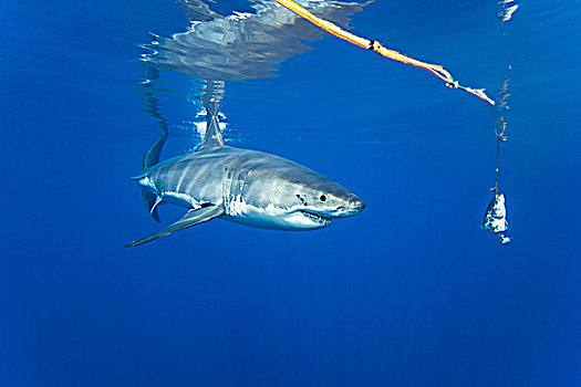 墨西哥,瓜达卢佩,大白鲨,沙鲨属,诱饵,仰视,水面