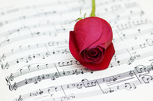 一个,红玫瑰,音符,书页
