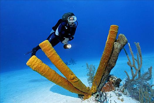 潜水员,看,海绵,沙,海底,环礁,伯利兹,中美洲,加勒比海