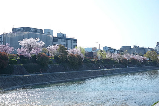 京都鸭川樱花