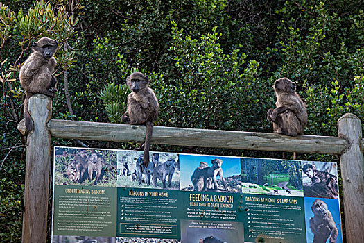 幼兽,大狒狒,信息指示,行为,戈登湾,西海角,南非,非洲