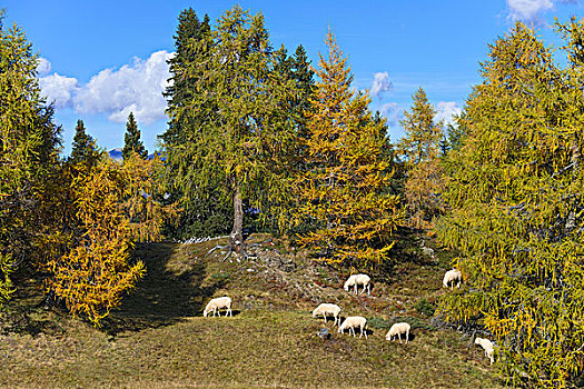 房子,绵羊,草场,提洛尔,奥地利,欧洲