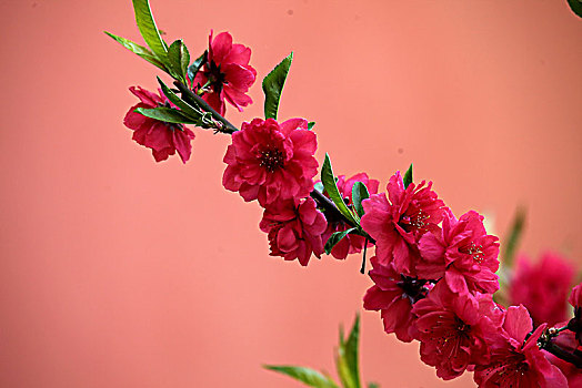 春季花卉