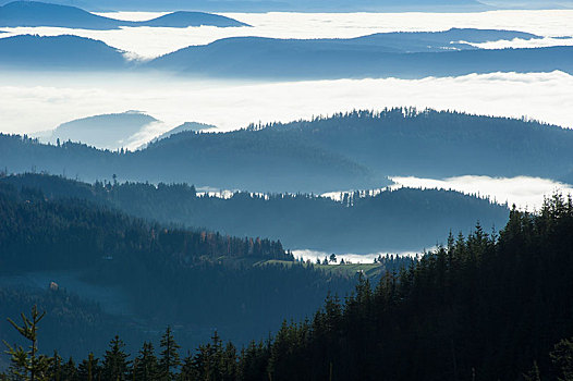山林,雾,黑森林地区,巴登符腾堡,德国,欧洲