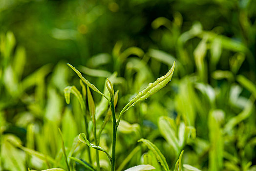 重庆天坪万亩茶叶基地茶树