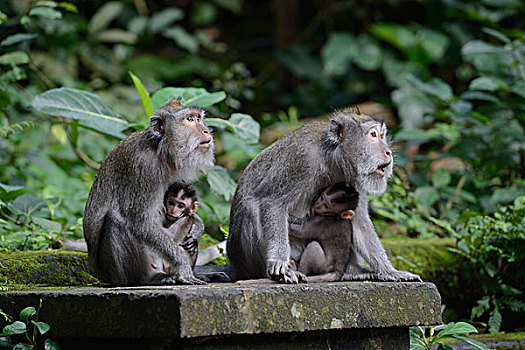 短尾猿,幼兽,乌布,猴子,树林,巴厘岛,印度尼西亚,亚洲