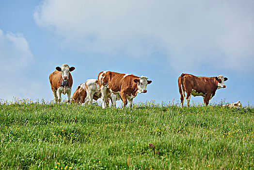 驯服,牛,草地,正面,站立,看镜头