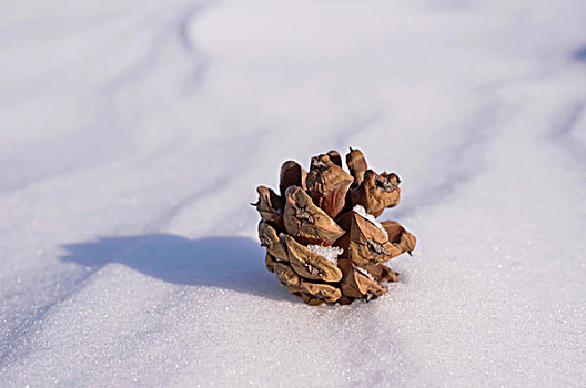 中国冬季白色的雪覆盖着的树林