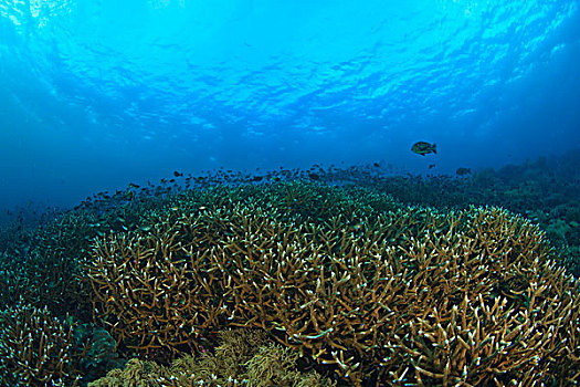 质朴,深潜,海洋,保存,南,苏拉威西岛,印度尼西亚,亚洲