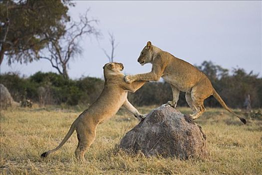 非洲狮,狮子,玩,白蚁窝,萨维提,著名,大,自豪,杀戮,幼兽,大象,乔贝国家公园,博茨瓦纳
