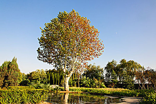 秋天公园里的一棵树