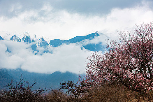 林芝