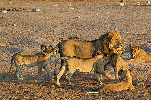 狮子,雄性,幼兽,自豪,埃托沙国家公园,纳米比亚,非洲