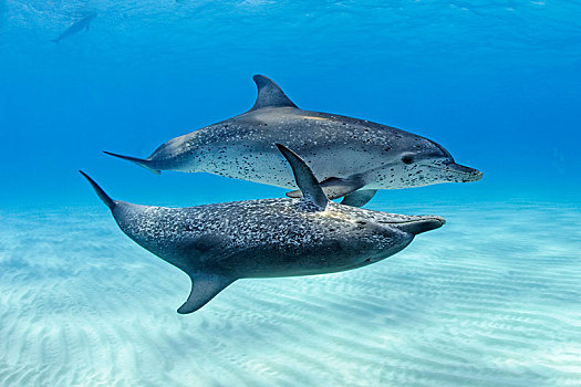 大西洋细吻海豚,花斑原海豚,动物,一对,巴哈马浅滩,巴哈马,中美洲
