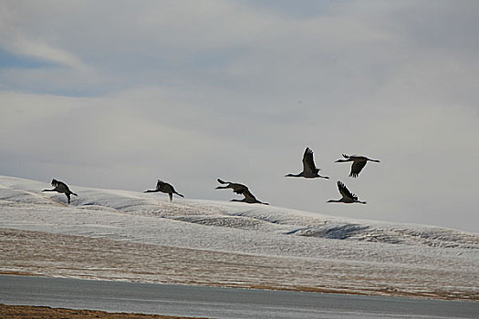 可可西里库赛湖边迁徙路过的灰鹤