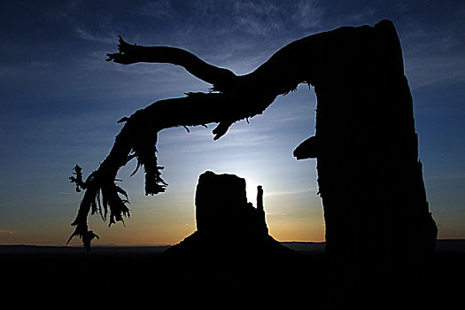 日出,桧属植物,树,西部,连指手套,纪念碑谷,亚利桑那,美国