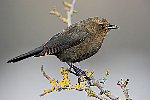 雌性,山鸟类,栖息,枝条,维多利亚,不列颠哥伦比亚省,加拿大