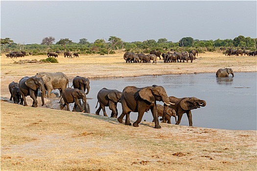 几个,听,非洲象,水潭