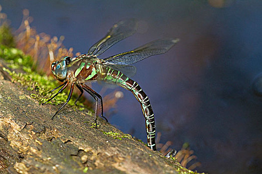 沼泽,绿蜻蜓,雌性,产卵,原木上,水中,伊利诺斯,美国
