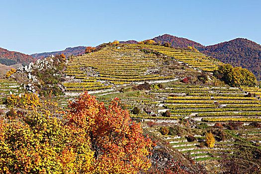 葡萄园,山,瓦绍,山谷,区域,下奥地利州,奥地利,欧洲