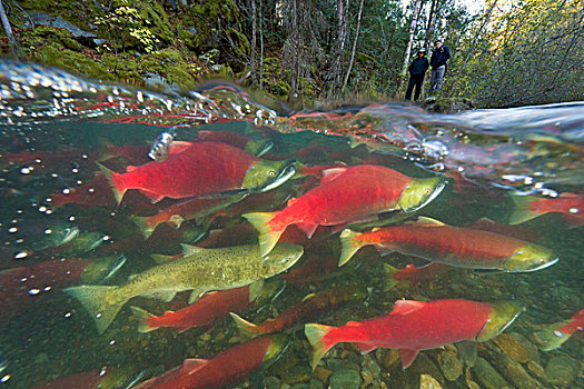 红大马哈鱼,红鲑鱼,群,旅游,较量,迅速,亚当斯河,省立公园,不列颠哥伦比亚省,加拿大