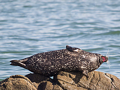斑海豹,马林县,加利福尼亚,美国