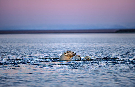 北极熊,两个,小动物,海中,冰岛,波弗特,海洋,阿拉斯加,美国