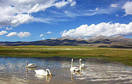 新疆天鹅湖