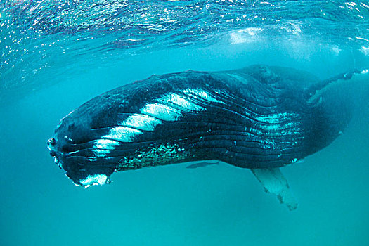驼背鲸,大翅鲸属,鲸鱼,岛屿,阿曼,印度洋,水下