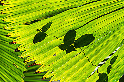扇形棕榈,叶状体,叶子,影子,国家公园,北方,昆士兰,澳大利亚