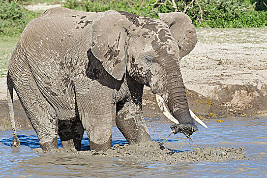 一个,大象,站立,水池,制作,吹,水,象鼻,侧视图,特写,恩戈罗恩戈罗,保护区,坦桑尼亚