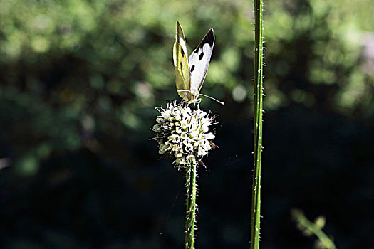 野花