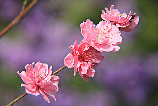 碧桃,千叶桃花,桃花