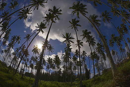 仰视,棕榈树,考艾岛,夏威夷,美国