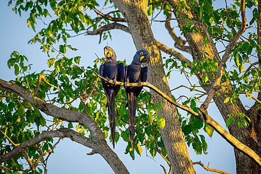 风信子,金刚鹦鹉,紫蓝金刚鹦鹉,动物,坐,树上,潘塔纳尔,南马托格罗索州,巴西,南美