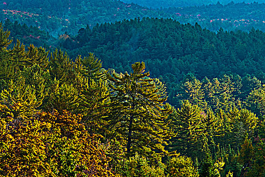 远眺,浩大,树林,阿尔冈金省立公园,早,秋天