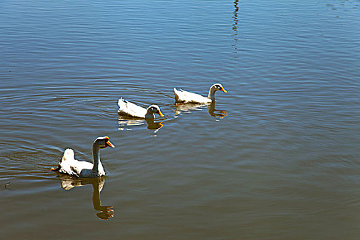 三只白色的鹅在湖中游泳