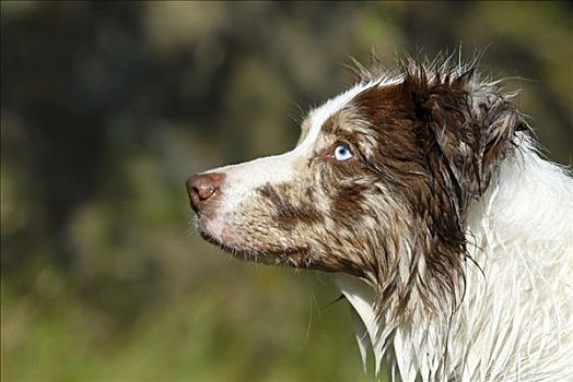 湿,博德牧羊犬