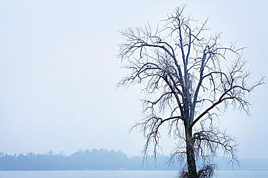 秃树,湖