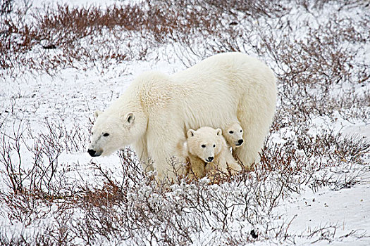 北极熊,雌性,两个,幼兽,靠近,哈得逊湾,丘吉尔市,加拿大