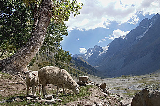 绵羊,放牧,山峦