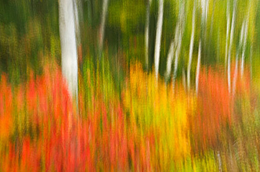 加拿大,安大略省,阿尔冈金省立公园,抽象,秋天,景色,画廊