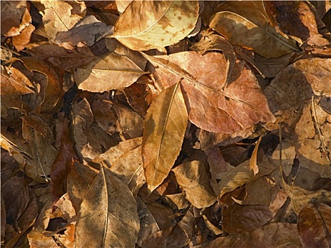 褐色,叶子,地上