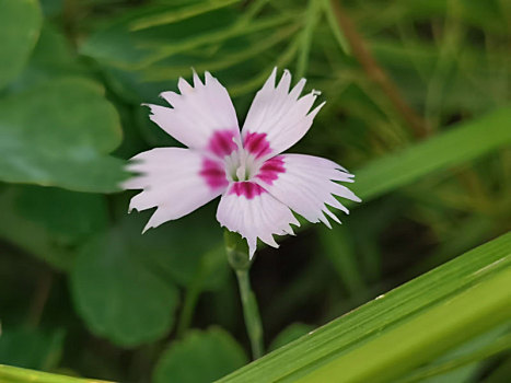 园林花卉