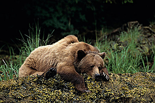 雌性,大灰熊,棕熊,休息,保护区,不列颠哥伦比亚省,加拿大